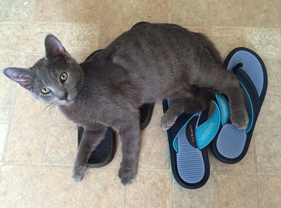 A grey cat laying on sandals