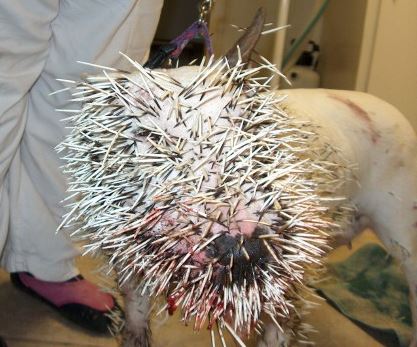 MY DOGS GOT PORCUPINE QUILLS! WHAT TO DO?