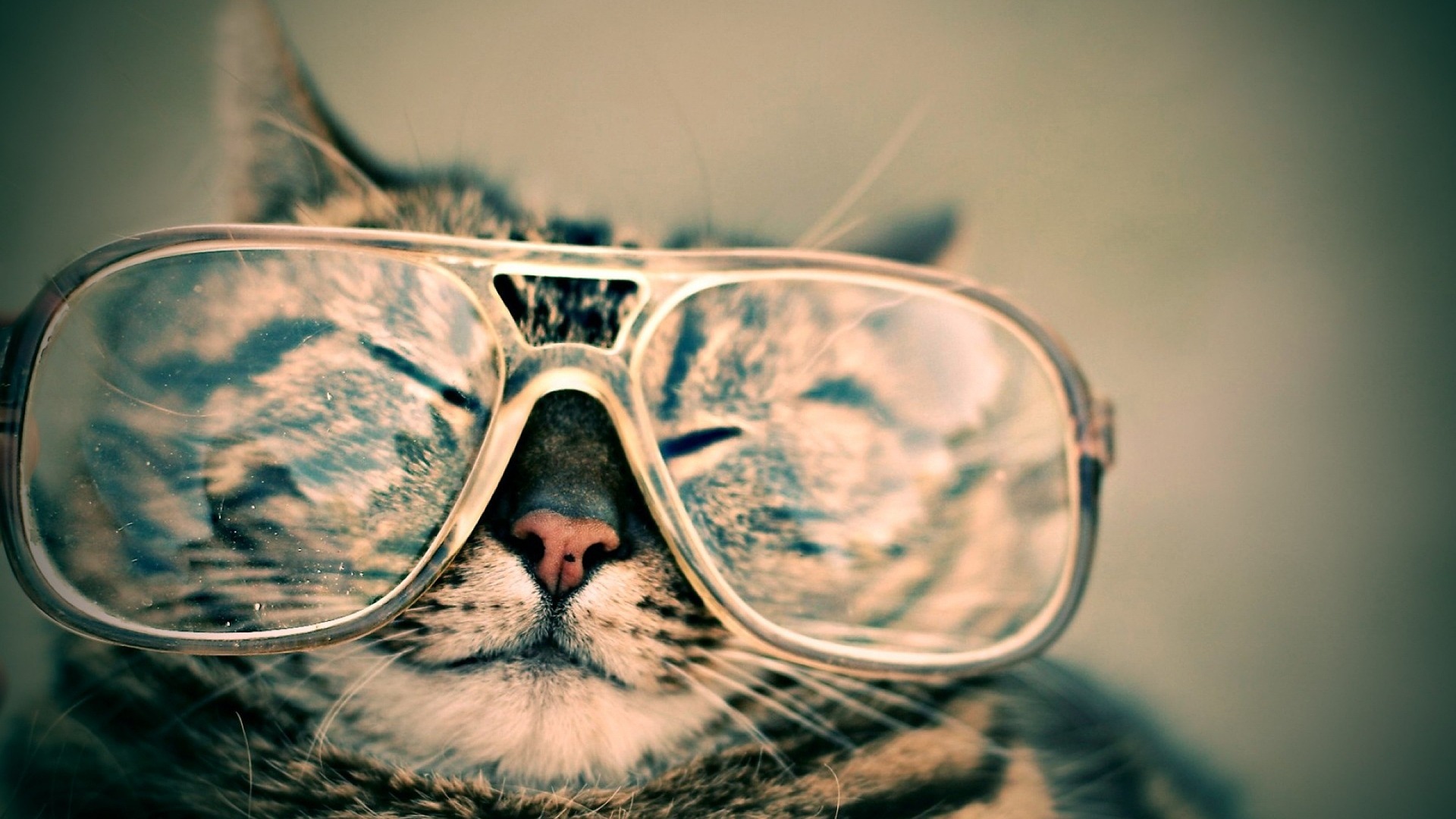 A cat wearing oversized glasses
