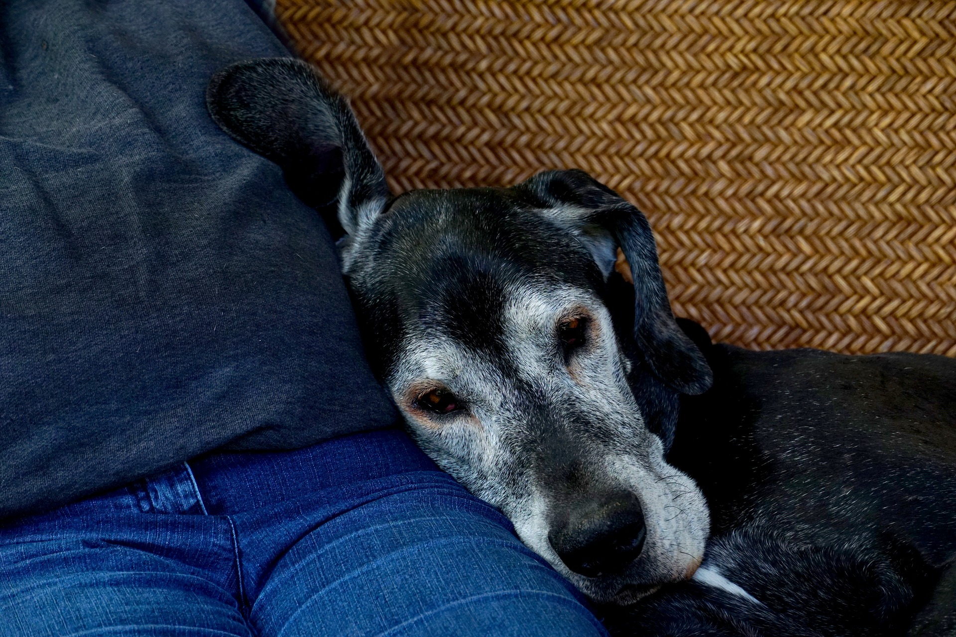 A dog curled up with their person