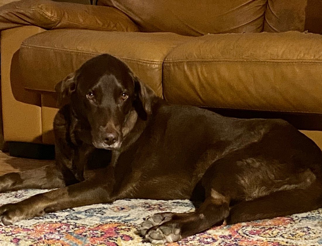 From Florida to Pennsylvania: Mae Mae the Lab gets “a new lease on life ...