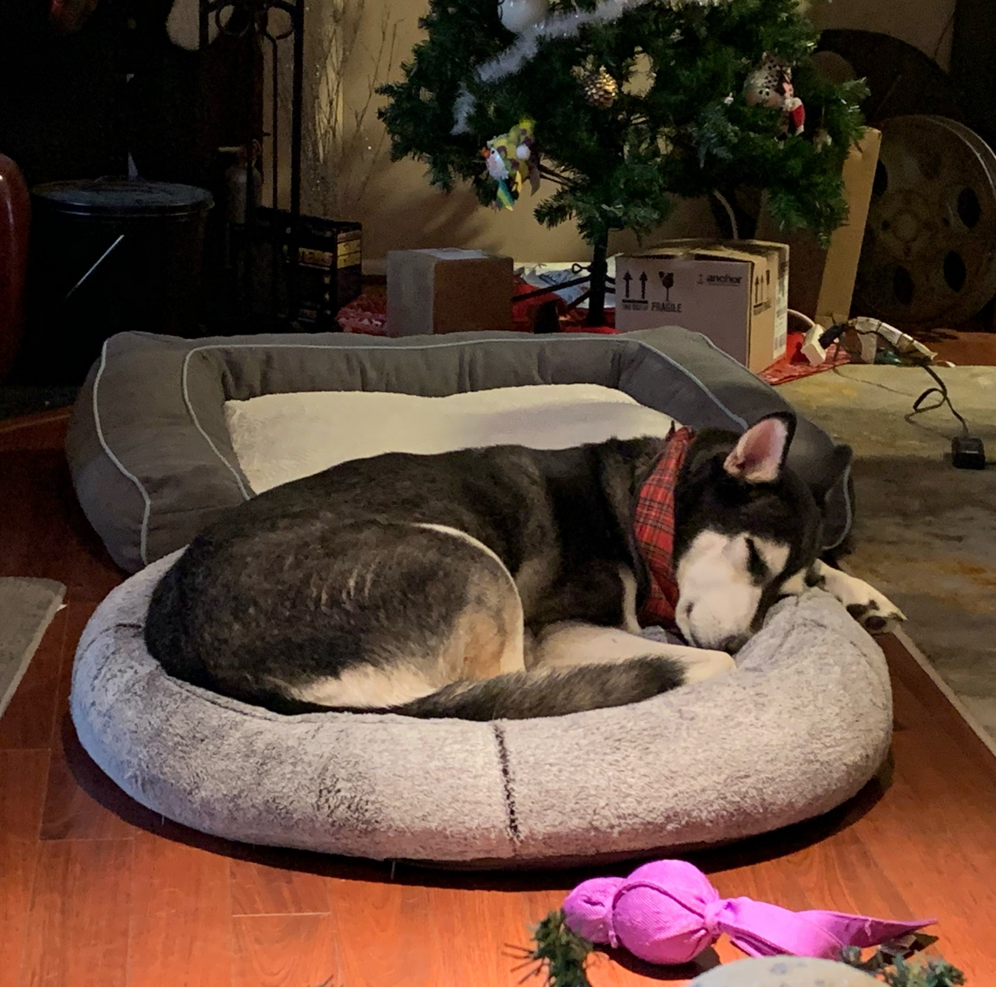 Madeline sleeping on her bed