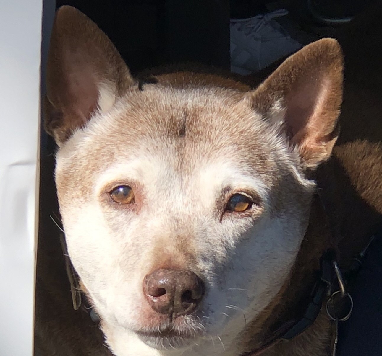 Matilda, a 12 year old lab